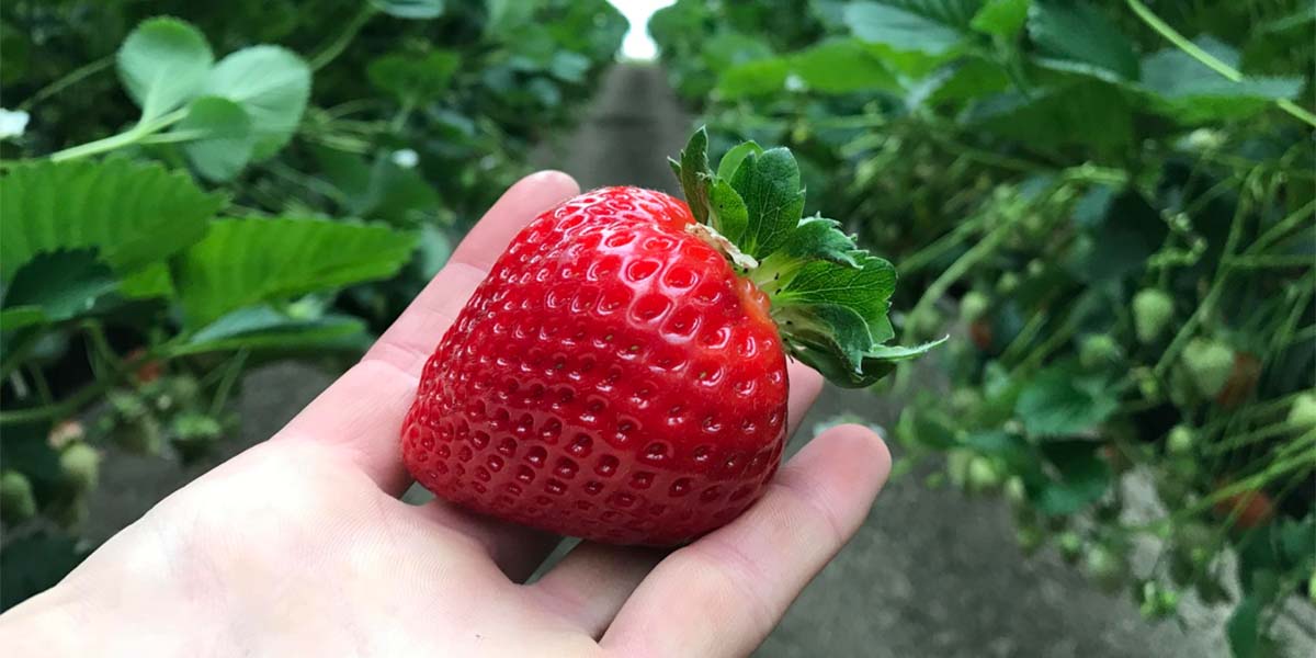 In Veneto entra nel vivo la raccolta delle fragole